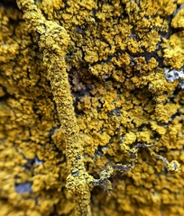 Candelaria concolor