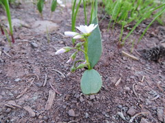 Claytonia lanceolata