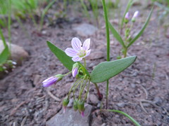 Claytonia lanceolata