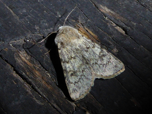 Agrotis simplonia Geyer