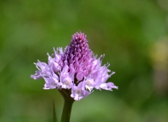 Traunsteinera globosa
