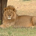 Leijona - Photo (c) mikeloomis, osa oikeuksista pidätetään (CC BY-NC), lähettänyt mikeloomis
