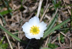 Ranunculus kuepferi