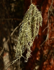 Evernia divaricata