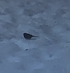 Junco hyemalis