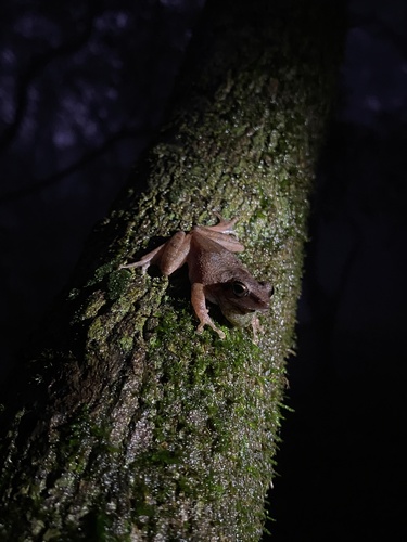 Amboli Bush Frog, Pseudophilautus amboli