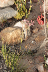 Pelargonium pilosellifolium