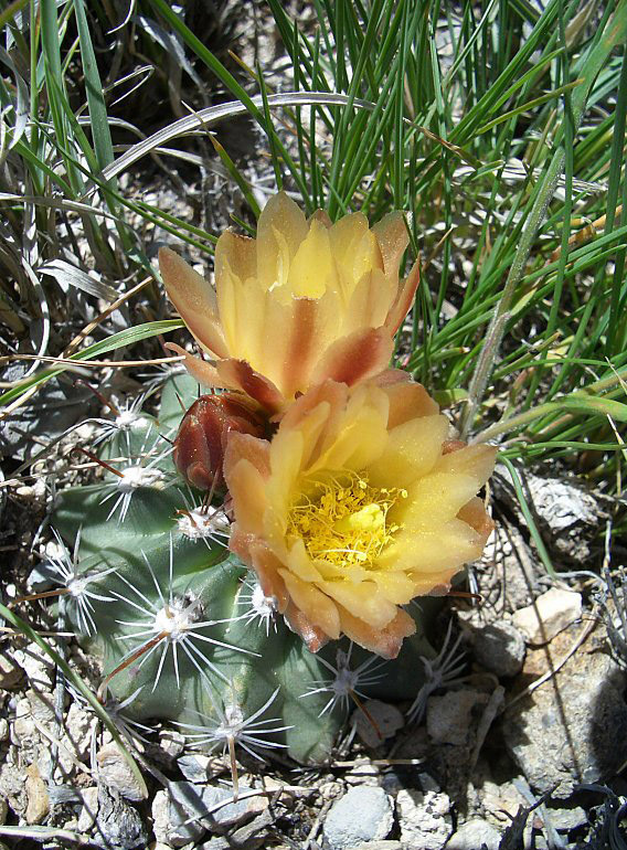 Sclerocactus pubispinus