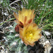 Sclerocactus pubispinus - Photo (c) springlake1, algunos derechos reservados (CC BY-NC), subido por springlake1