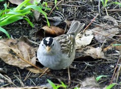 Zonotrichia leucophrys