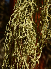 Evernia divaricata