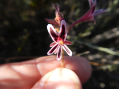 Pelargonium pilosellifolium
