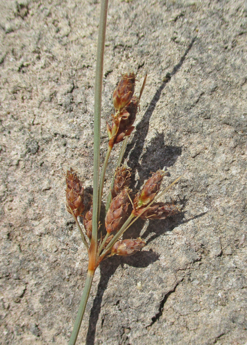 Fimbristylis ferruginea image