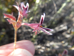 Pelargonium pilosellifolium