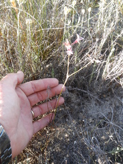 Pelargonium pilosellifolium