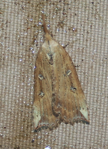 California Cloverworm Moth photo 3