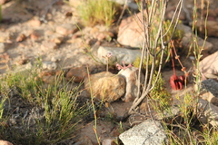 Pelargonium pilosellifolium