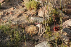 Pelargonium pilosellifolium
