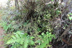 Coprosma arborea