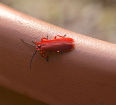 Dictyoptera simplicipes