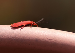 Dictyoptera simplicipes