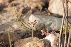 Pelargonium pilosellifolium
