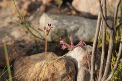 Pelargonium pilosellifolium