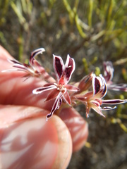 Pelargonium pilosellifolium