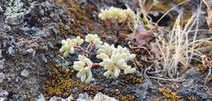 Sedum brissemoretii image