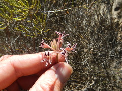 Pelargonium pilosellifolium