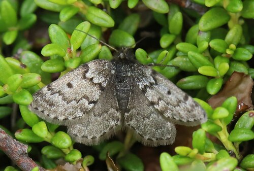 Black Mountain Moth