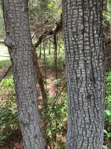 Gambo juniper