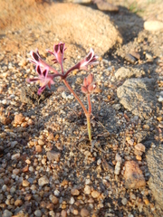 Pelargonium pilosellifolium