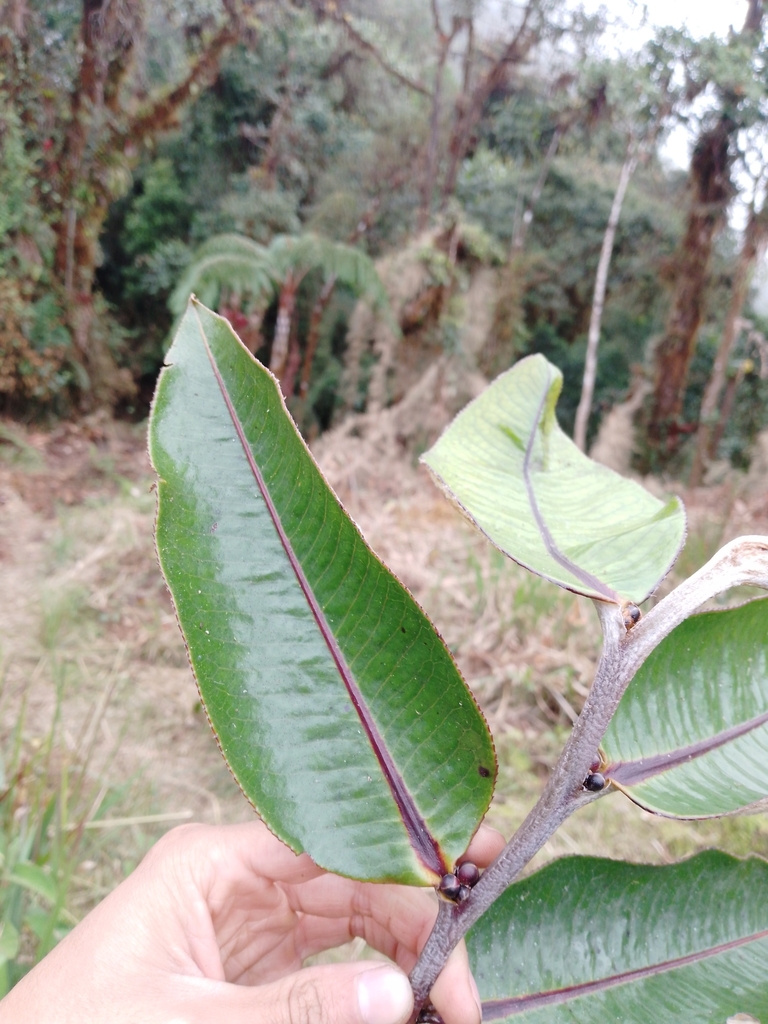 Freziera tomentosa