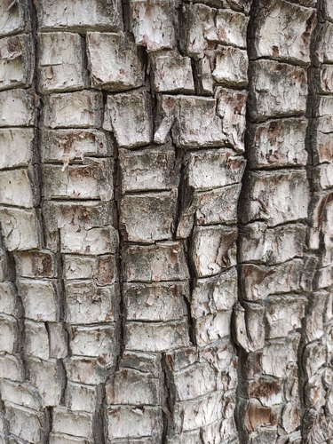 Gambo juniper
