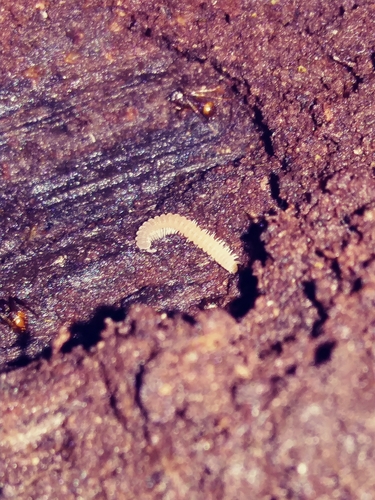 Striaria columbiana