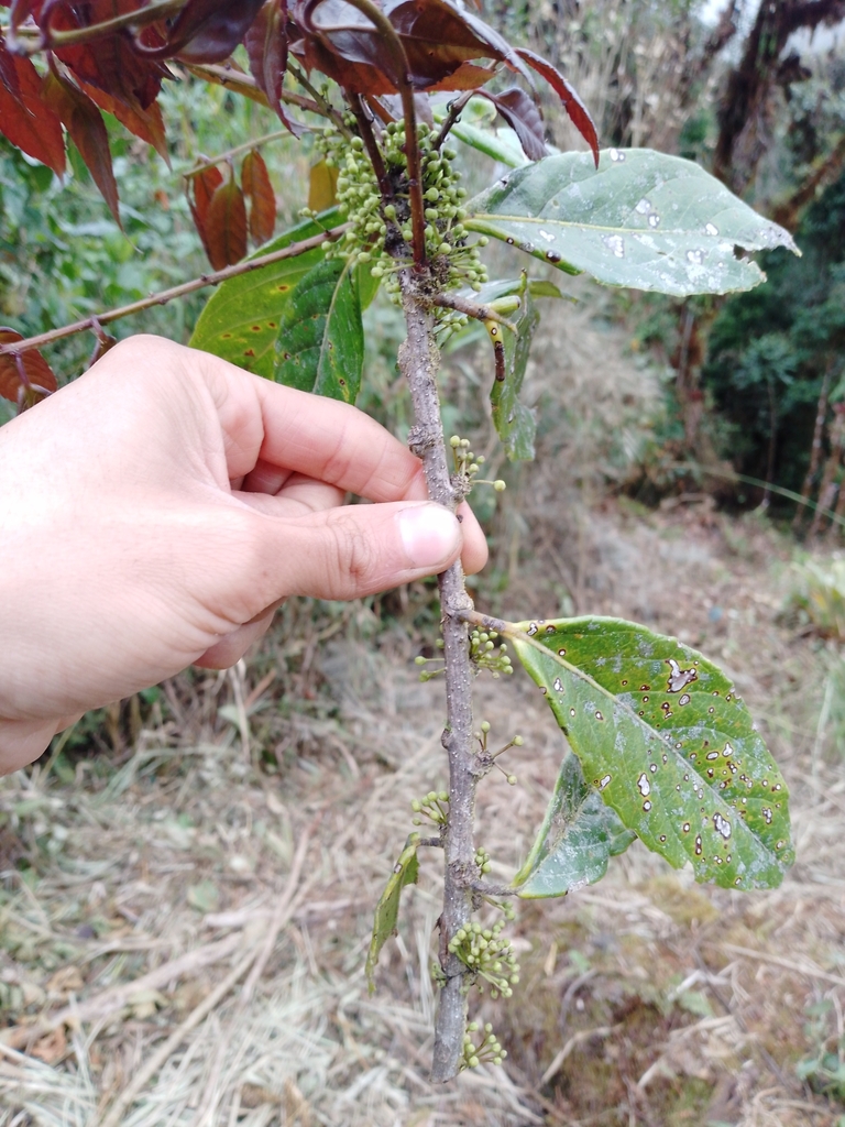 Ilex laurina