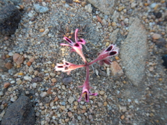 Pelargonium pilosellifolium