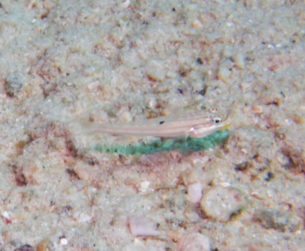 Lined Gudgeon