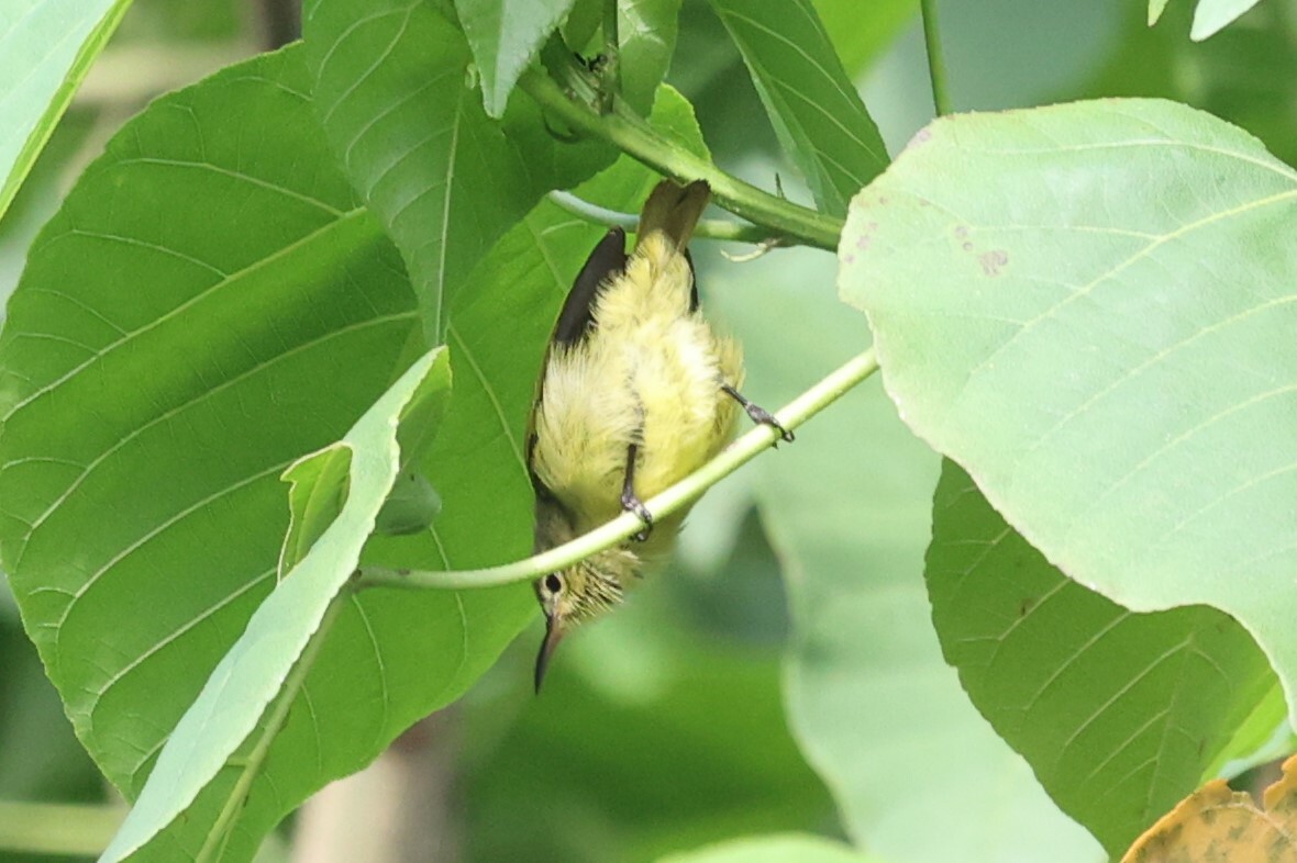 Little Green Sunbird (Anthreptes seimundi), photo 5