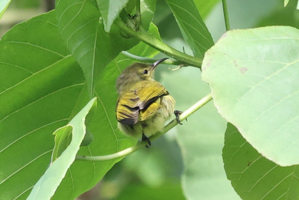 Little Green Sunbird (Anthreptes seimundi), photo 3