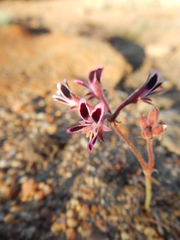 Pelargonium pilosellifolium