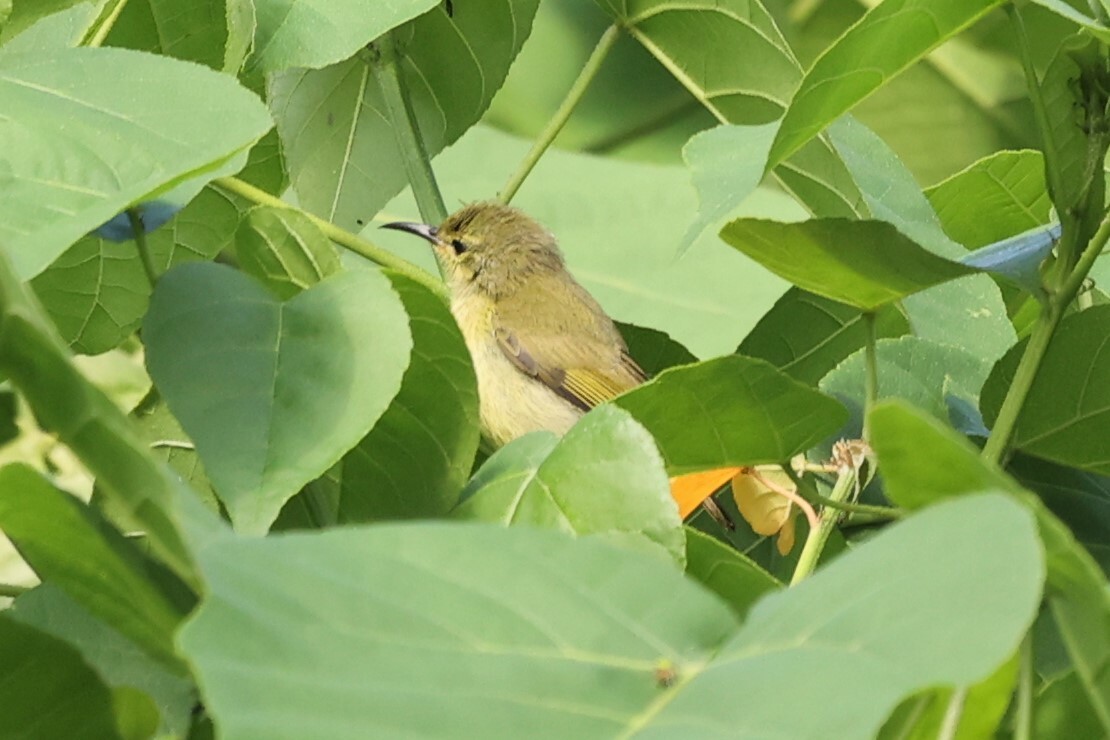 Little Green Sunbird (Anthreptes seimundi), photo 4