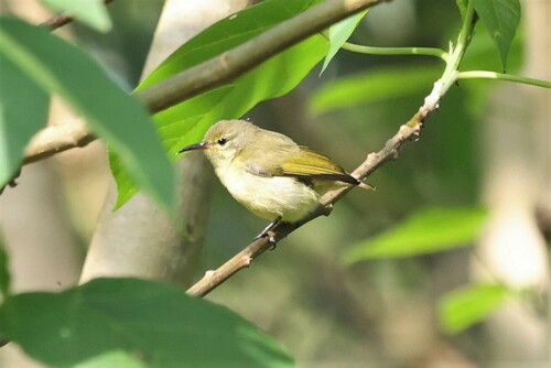 Little Green Sunbird (Anthreptes seimundi), photo 7