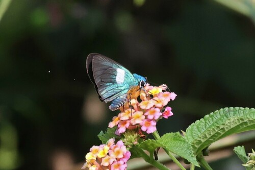 Blue Policeman