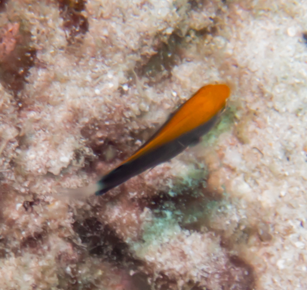 白尾雀鯛(石剎) Pomacentrus chrysurus