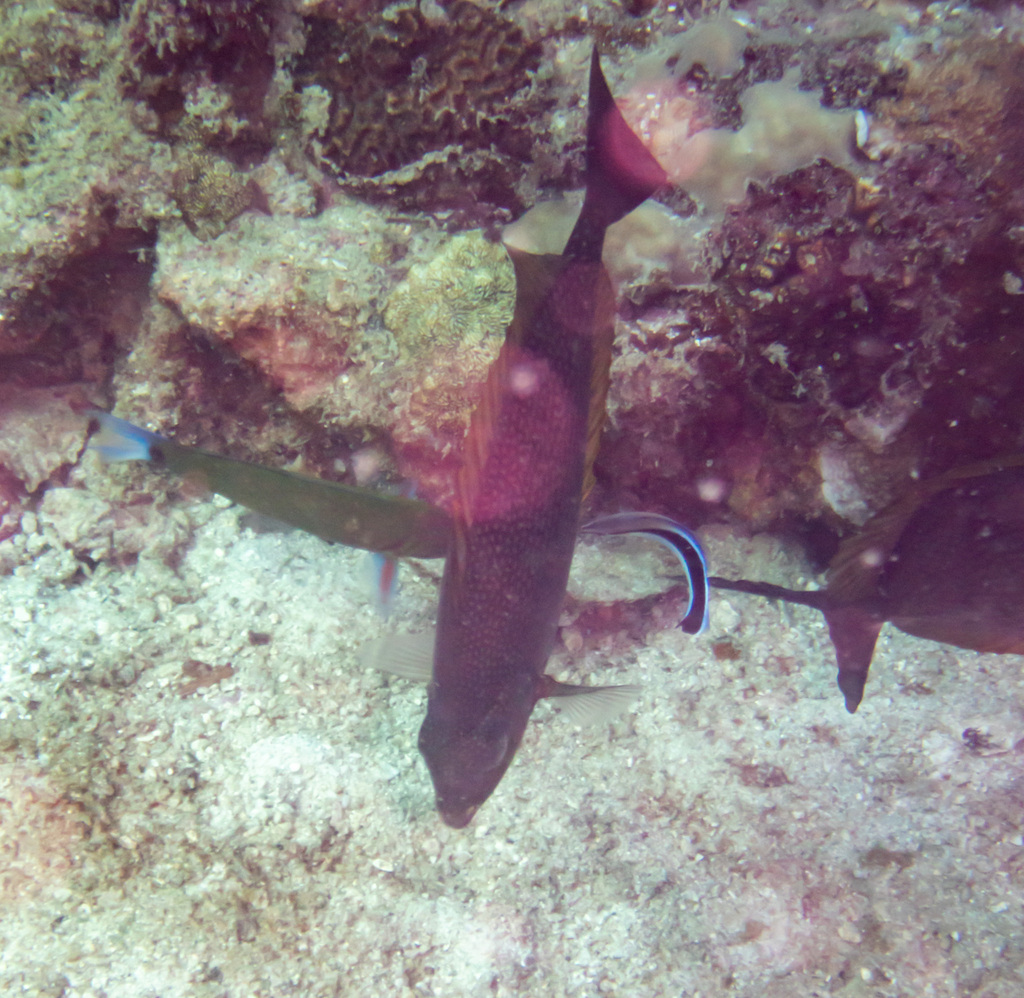 bluespotted spinefish