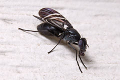 Tritoxa flexa