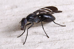 Tritoxa flexa