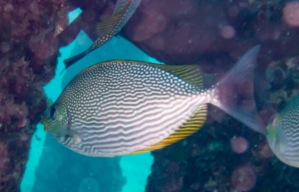bluespotted spinefish